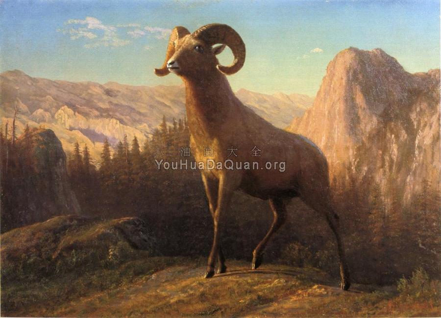 A Rocky Mountain Sheep Ovis Montana - 阿尔伯特·比尔施塔特